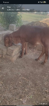 થંબનેલ 2