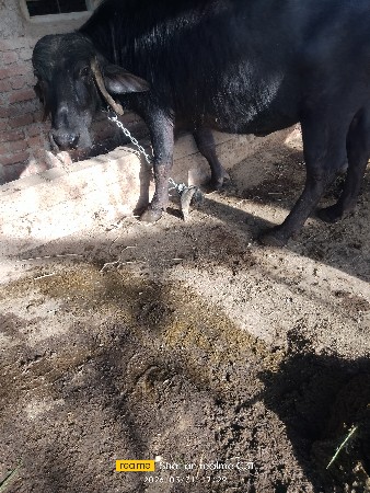 थंबनेल 2