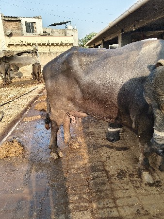 થંબનેલ 3