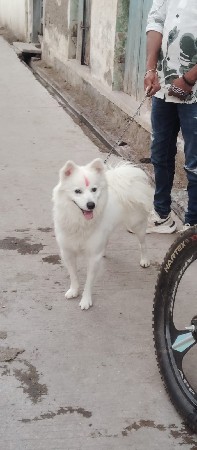 મેલ કૂતરો સે