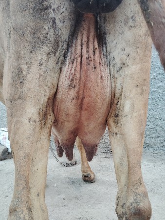 થંબનેલ 3