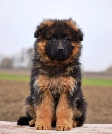 જર્મન સફર મેલ