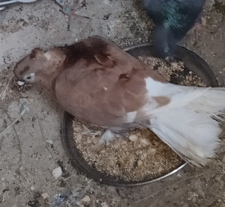 થંબનેલ 3