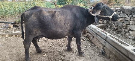 ભેંસ વેચવાની છે