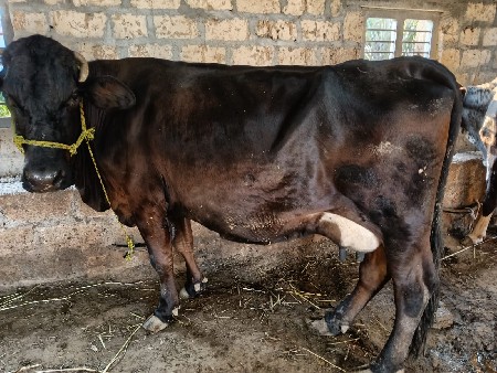 थंबनेल 2