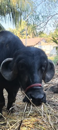 ગોહિલ મનહરભાઈ એમ