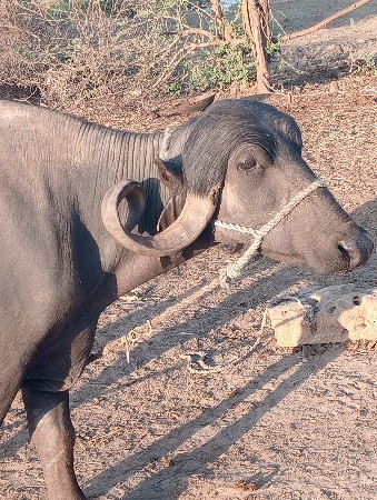 ભેસ વેચવાની