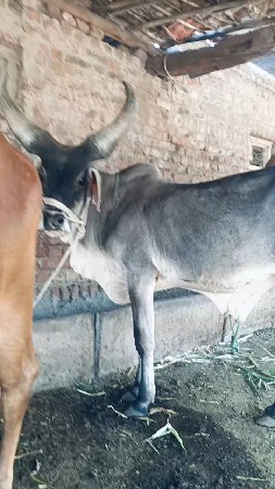 વાચડો વેચવાનો છે