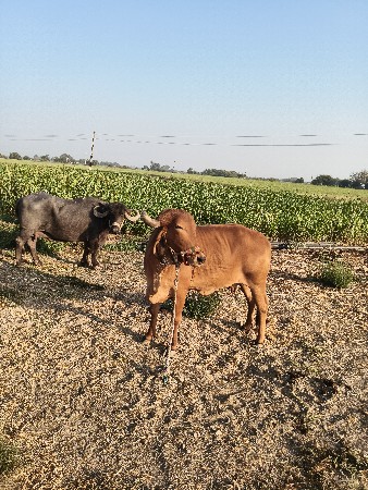 ગાય વેચવાની છે..