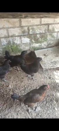 थंबनेल 3