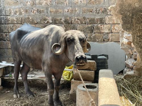 Khadeli veshva ni che