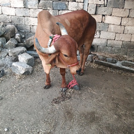 આહોડકી વેશવાનિછે. બઘિજવાબદારી