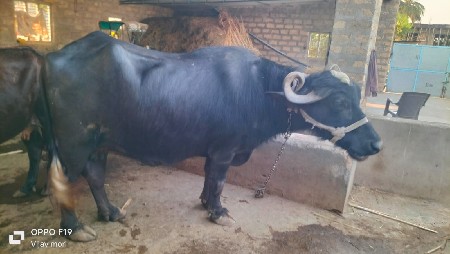 ભેંસ વેચવાની છે