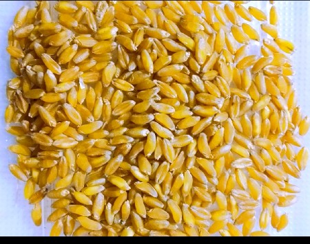 બંસી ઘઉં