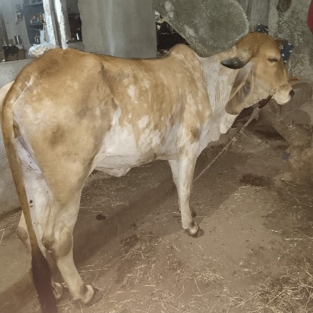 થંબનેલ 2