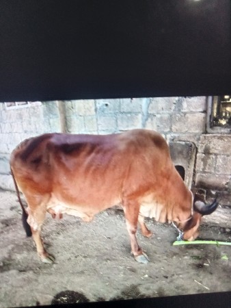 थंबनेल 3