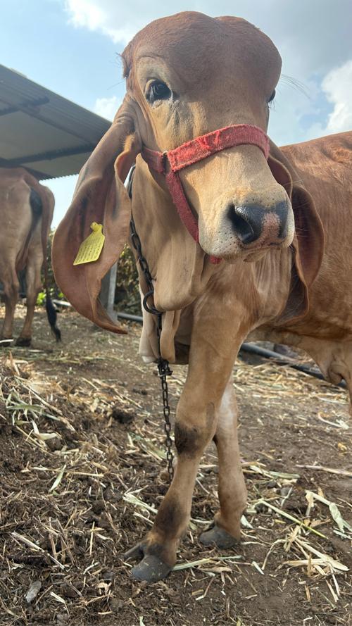 ગિર બુલ વેચવાનો છે