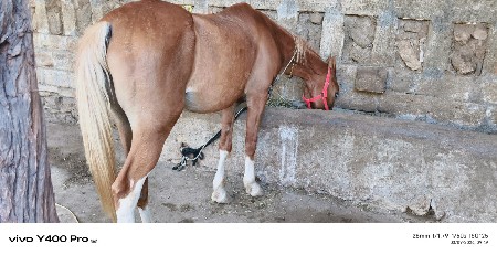 ghodi vesvanise tatkali