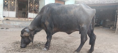 थंबनेल 2