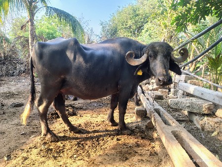 ભેંસ વેચવાની છે.