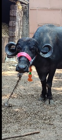 પેલું વેતર છે