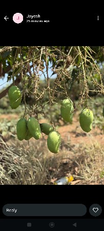 આંબાનો બગીચો વેચવાનો છે