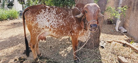 થંબનેલ 3