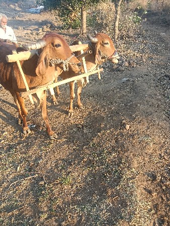 વેચવા ના છે