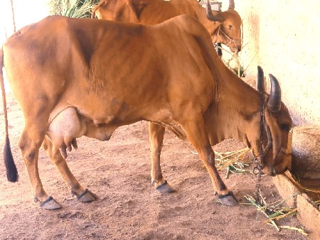 ગાય વેચવાની છે