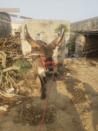 થંબનેલ 3