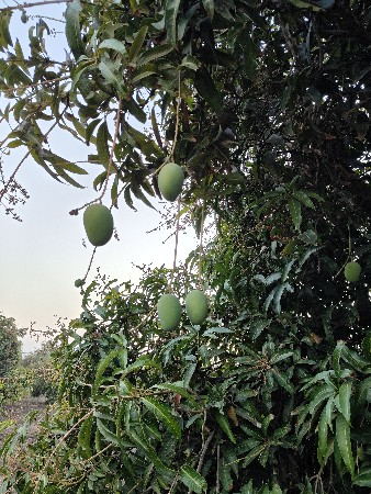 બઞિશોઈજારાઉપરદેવાનોછે