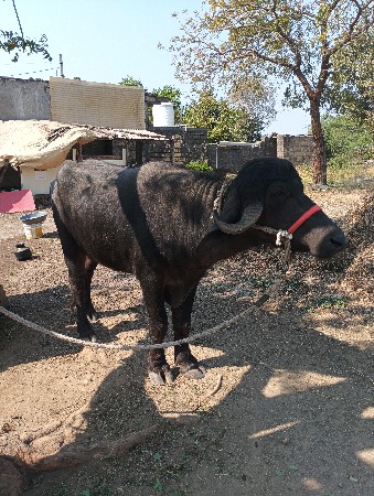 थंबनेल 2