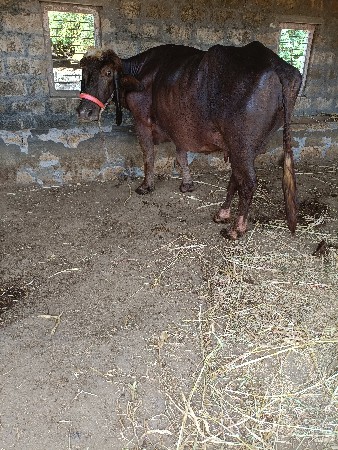 ભેસ. વેચવાની. સે