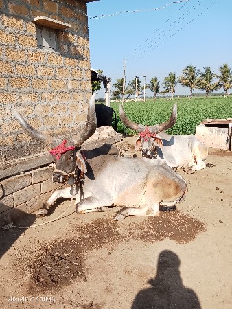 બળદ વેચવાના છે