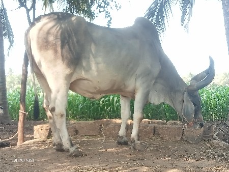 વેસવાનો છે