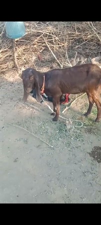 આ તોતાપુરી બકરી વેચવાની છે