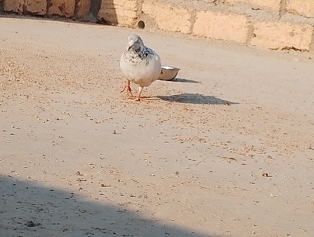 थंबनेल 3