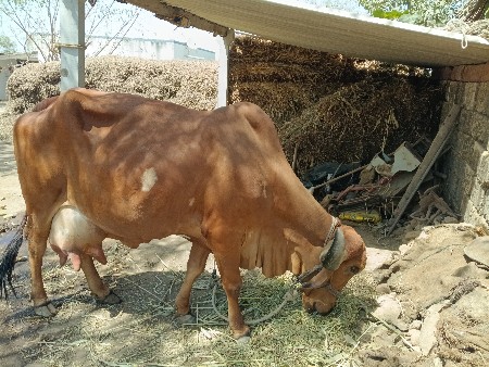 વેચવાનીછે