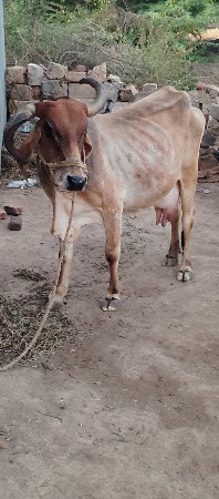 ગાયવેચવાનીછે