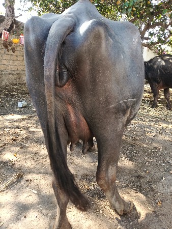 थंबनेल 3