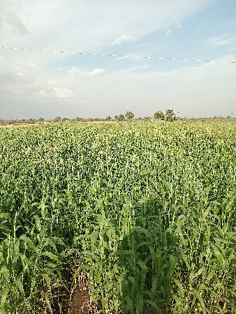 લીલી જાઈર વેચવાની છે