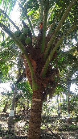 નાળિયેર ભાવ થી આપવાના છે.