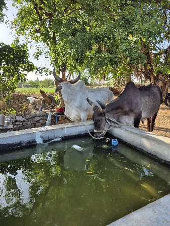 બળદ દેવાના છે