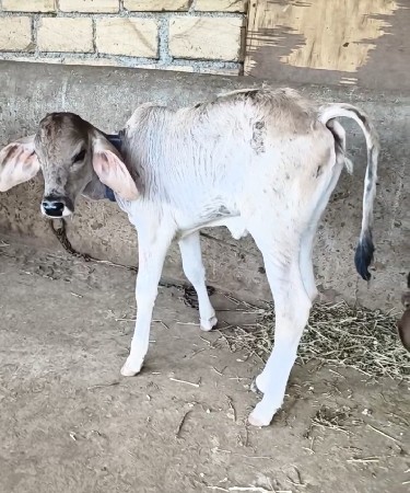 વઢયારી ક્રોસ ગાય વેચવાની છે.