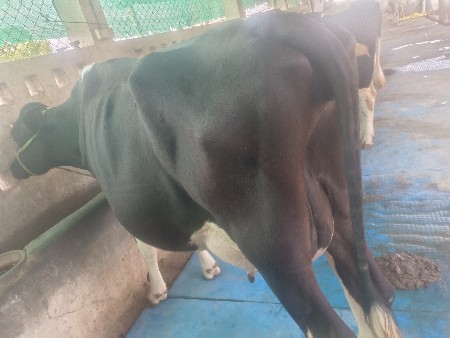 પહેલું વેતર