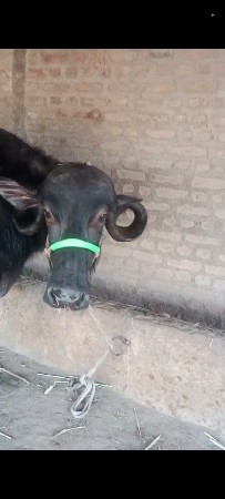 બીજા વેતર ની ભેંસ વેલા તે પેલા