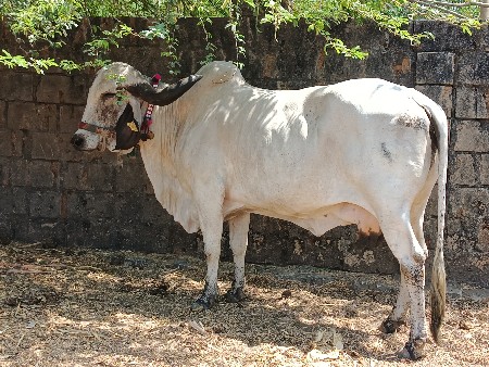 ગીર ગાય વેચવાની છે