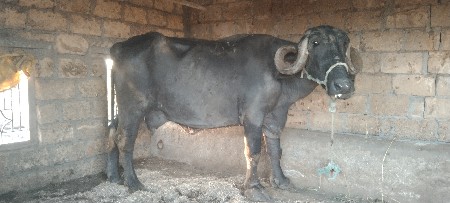 थंबनेल 2