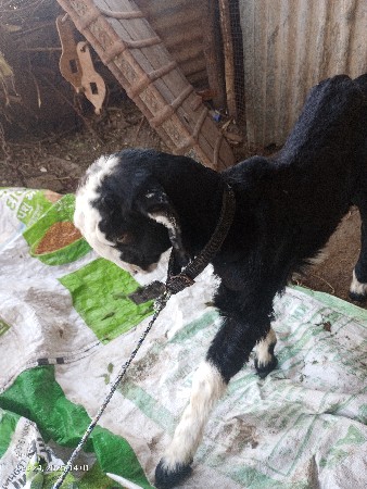 આ બકરી વેચવાની છે બે મહિનાની છે