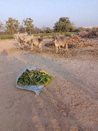 વેચવાના છે વાસણા વેચવાના છે